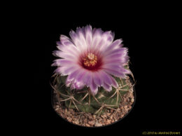 Coryphantha elephantidens 3313